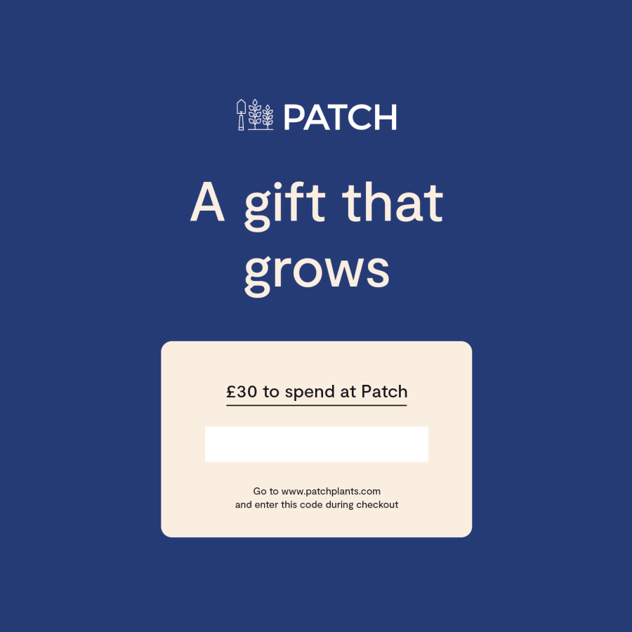 Patch Plants Gift Card £30 COOL CURATION